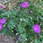 Geranium sanguineum برگ