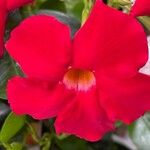 Mandevilla sanderi 花