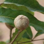 Khaya anthotheca Frukto