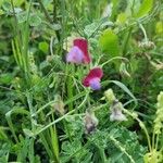 Lathyrus clymenumBlüte