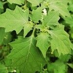 Solanum villosum Frunză