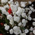 Gypsophila paniculata Habit