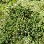 Ulex gallii Hábito