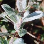 Salix lapponum Feuille