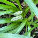 Hyacinthoides non-scripta Floro