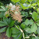 Rodgersia aesculifolia Hábito