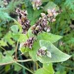 Fagopyrum tataricum Blatt