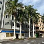 Roystonea regia Folha