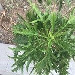 Crambe arborea Hoja