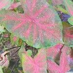 Caladium bicolor Leaf