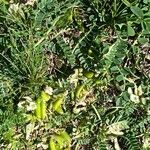 Astragalus depressus 果実