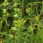 Rhinanthus minorFlower