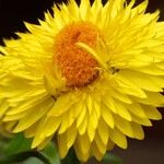 Xerochrysum bracteatum Fleur