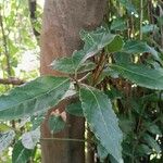 Laurus nobilis Leaf