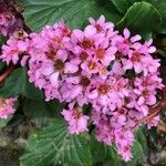 Bergenia crassifolia Květ