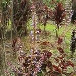 Plectranthus scutellarioidesFlower