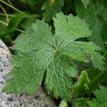 Geranium × oxonianum Foglia