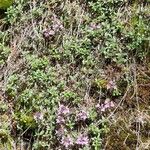 Thymus serpyllum Агульны выгляд