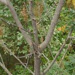 Toxicodendron succedaneum Kéreg/szár