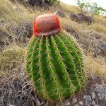 Melocactus intortus موطن