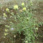 Centaurea salonitana Habit