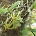 Angraecum moandense