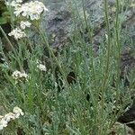 Achillea clavennae Habit