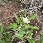 Pavonia propinqua Květ