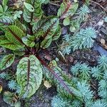 Rumex sanguineus Leaf