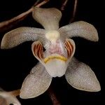 Sarcochilus hillii Flor