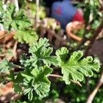 Pelargonium graveolens Leht