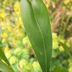 Acacia retinodes Blatt