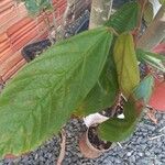 أنواع غير معروفةLeaf