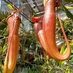 Nepenthes mirabilis Blomst
