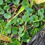Dichondra repens Hoja