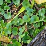 Dichondra repensLeaf