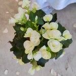 Begonia tuberhybrida Kwiat