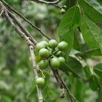 Greenwayodendron suaveolens Fruto