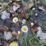 Erigeron quercifoliusFlor