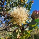Protea caffra Flower