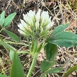 Trifolium alexandrinum 花