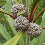 Pittosporum baudouinii Fruit