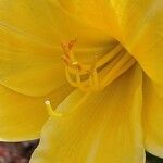 Hemerocallis minor Flors