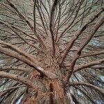 Sequoiadendron giganteum Casca