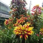 Amaranthus tricolor Habit