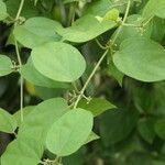 Gymnema sylvestre Folio