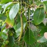 Tabebuia pallida Vaisius