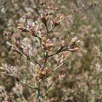 Pseudognaphalium ramosissimum Flower