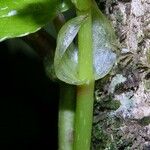 Begonia glabra Levél