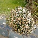 Erica lusitanica Flower